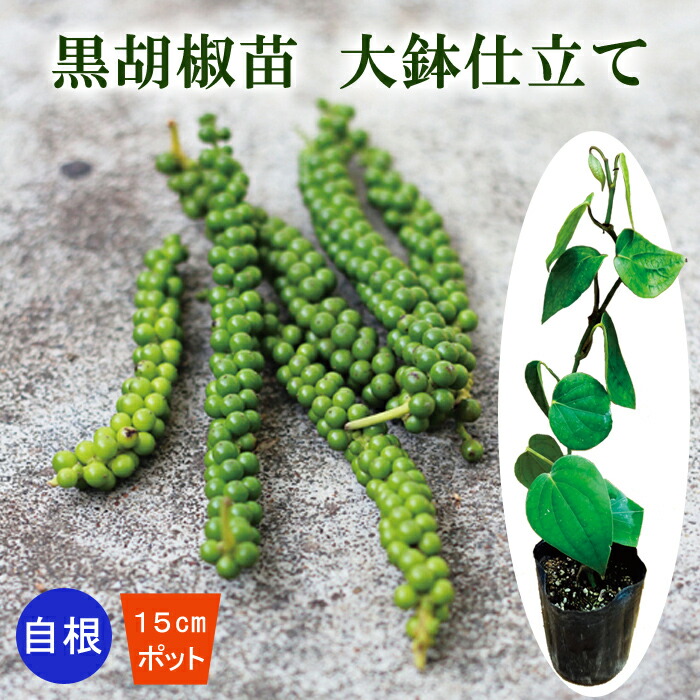 楽天市場】コショウ 苗 6号鉢 黒胡椒 白胡椒 ブラックペッパー