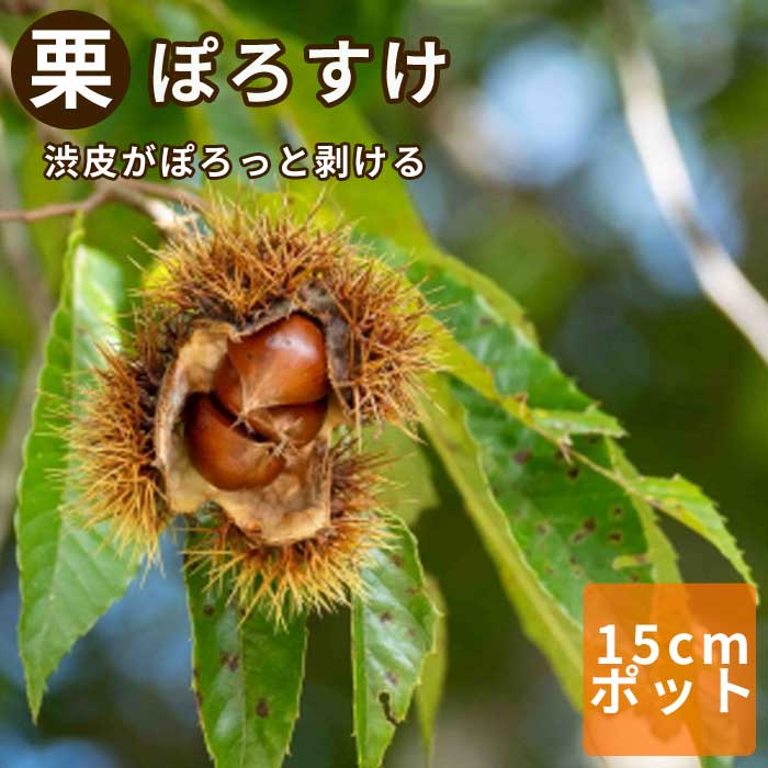 【楽天市場】栗 苗 ぽろすけ 果樹 苗木 接木 苗 15cmポット 受粉樹必要 送料無料 家庭栽培 くり クリ 豊産性:花の大和 楽天市場店