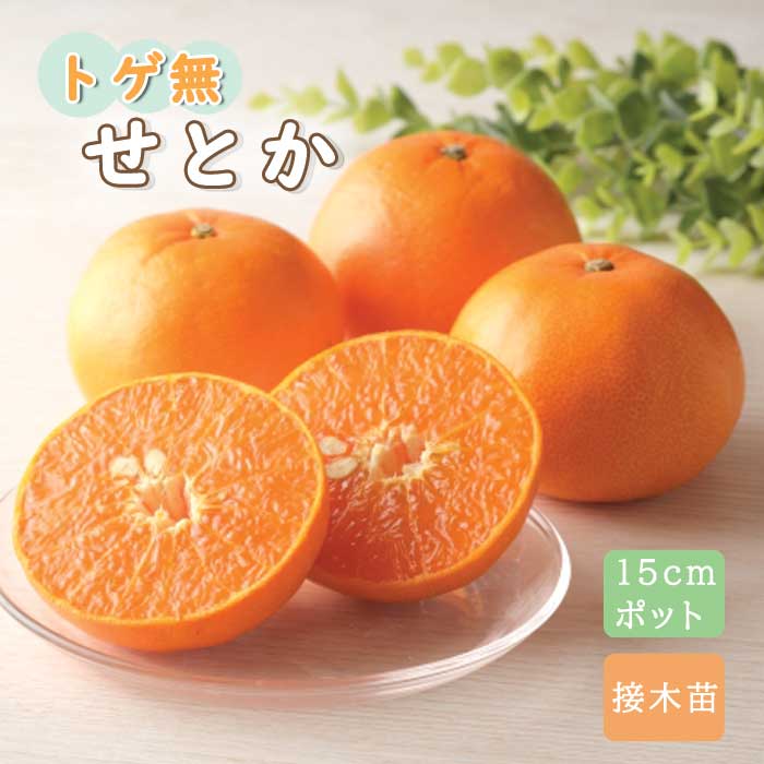楽天市場】【とげ無しせとか】2年生 接木苗(素掘り苗)みかんの大トロ