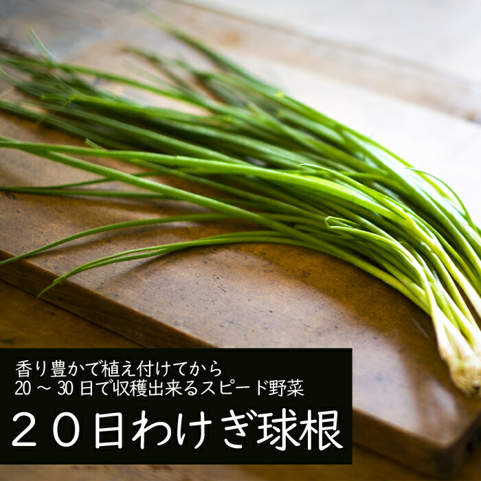 【楽天市場】20日わけぎ 種 球根 150g 春植え 分葱 ワケギ わけぎ 野菜 家庭菜園 プランター スピード野菜 収穫早い 花の大和：花の大和 楽天市場店