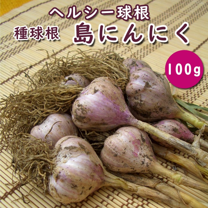 野菜の球根（根付き）　行者ニンニク　根のみ　苗　球根　300本 野菜の球根（根付き） 行者ニンニク 根のみ 苗 球根 300本