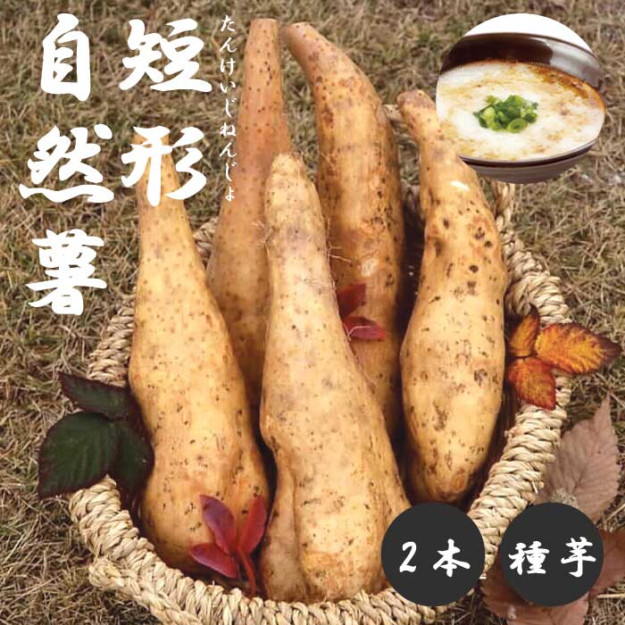 楽天市場】短形自然薯 種芋 5本入 収穫時の長さ40〜50センチ 短めで