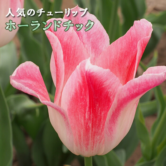 楽天市場】チューリップ ホーランドチック ユリ咲き5球パック秋植え 冬