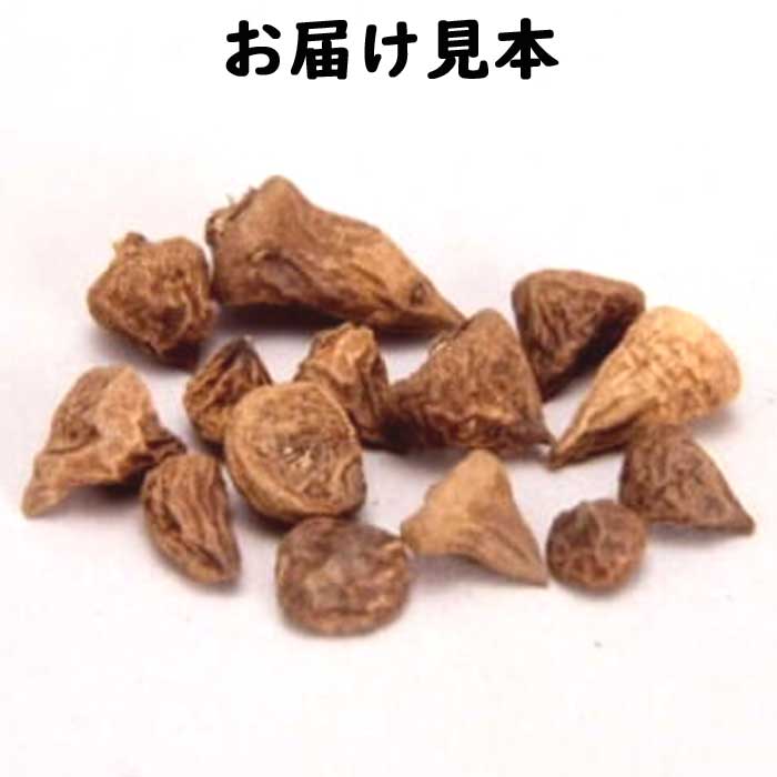 球根 秋植え 紫 ３５ｍｌ アネモネ 八重咲き