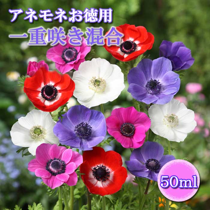 新品　カナダ産　アネモネ イチリンソウ　5株位　秋まで次々咲きます 新品 カナダ産 アネモネ イチリンソウ 5株位 秋まで次々咲きます 花