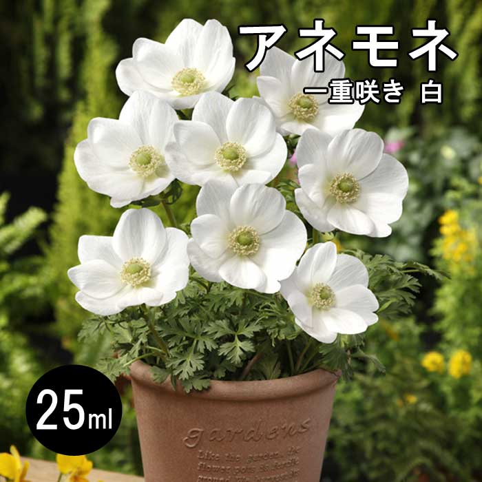 楽天市場】春のガーデニング 吹き詰めアネモネ フルダブルアネモネ 万