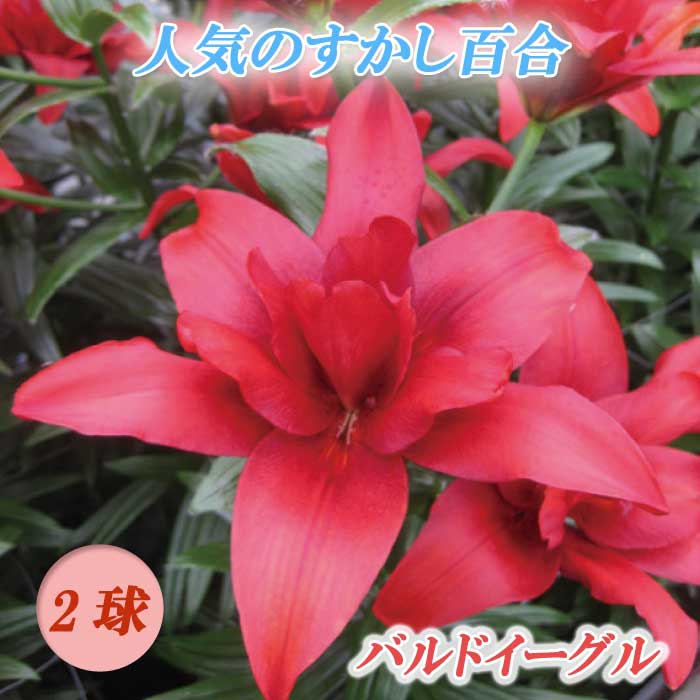 楽天市場】八重咲き オリエンタルリリー 混合 球根 3球 【 お徳用