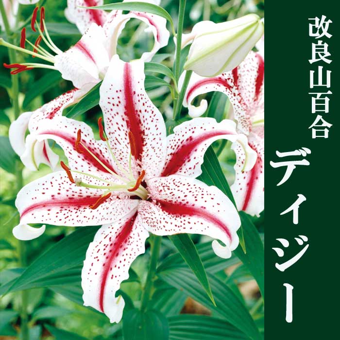 楽天市場】山百合 球根 1球 オーラタム ゴールドバンド 百合 ヤマユリ