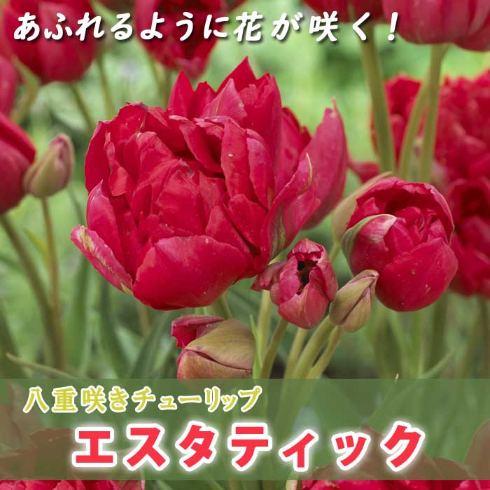 楽天市場】枝咲き チューリップ 球根 マリアージュ 3球 八重咲き