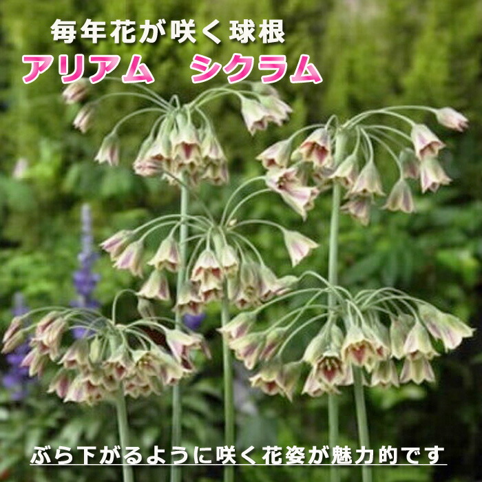 楽天市場】球根 秋植え 花のかわいい アリアム 丹頂 １２球【予約商品】【早割価格】１０月後半より順次発送 : 花の大和 楽天市場店