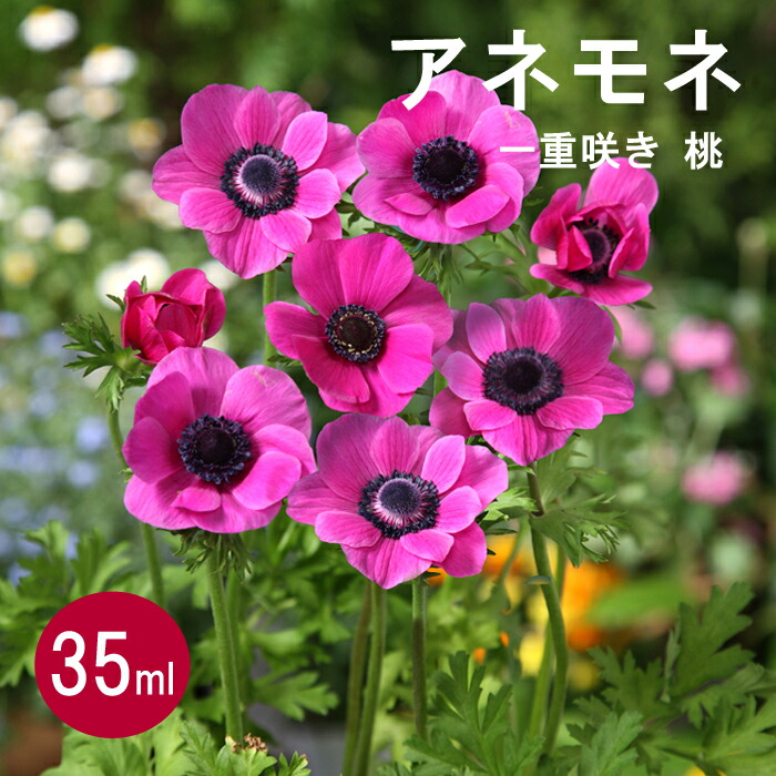 球根 秋植え 一重咲き 35ml 桃 アネモネ 球根 秋植え 一重咲き 35ml 桃 アネモネ