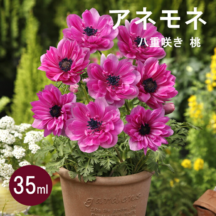 楽天市場】球根 秋植え アネモネ 八重咲き 白 ３５ｍｌ【予約商品】【早割価格】１０月後半より順次発送 : 花の大和 楽天市場店