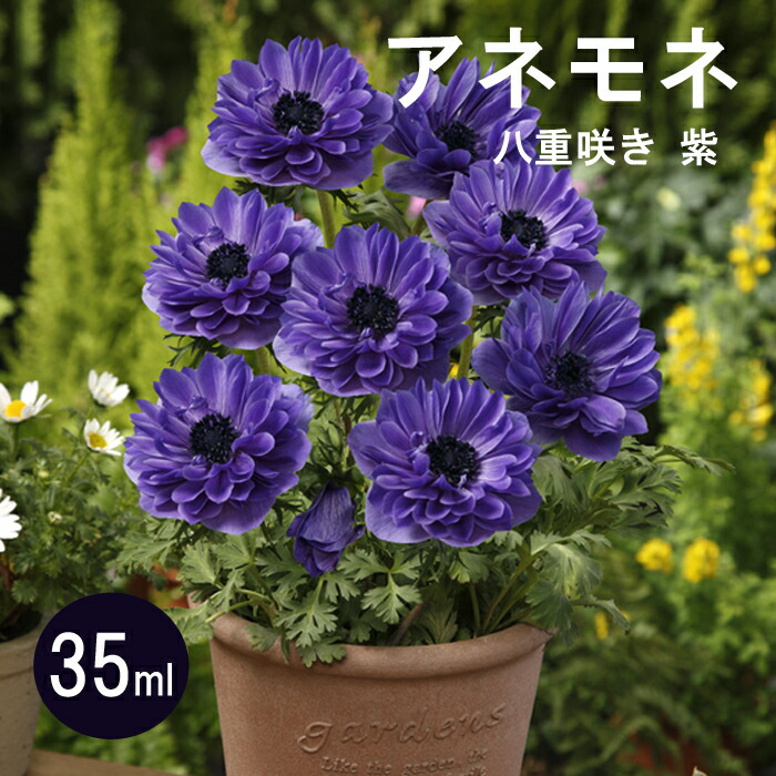 球根 秋植え 紫 ３５ｍｌ アネモネ 八重咲き