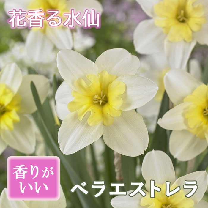 球根 秋植え ベラエストレラ 花香る水仙 ２球