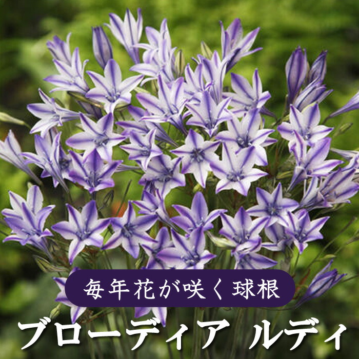 楽天市場】【予約・早割】 ジャーマンアイリス 球根 【 スーパースティション 】1株 北海道産 育てやすい 大株 秋植え 冬植え 花の大和  【10月上旬より順次発送】 : 花の大和 楽天市場店