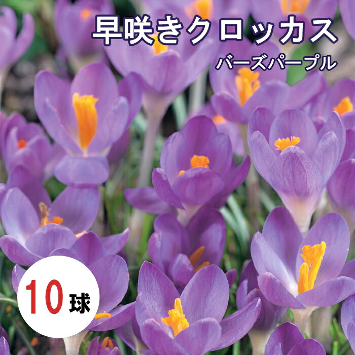 球根 秋植え 早咲き バーズパープル クロッカス