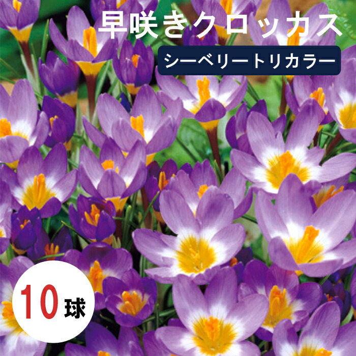 球根 秋植え シーベリートリカラー 早咲き クロッカス