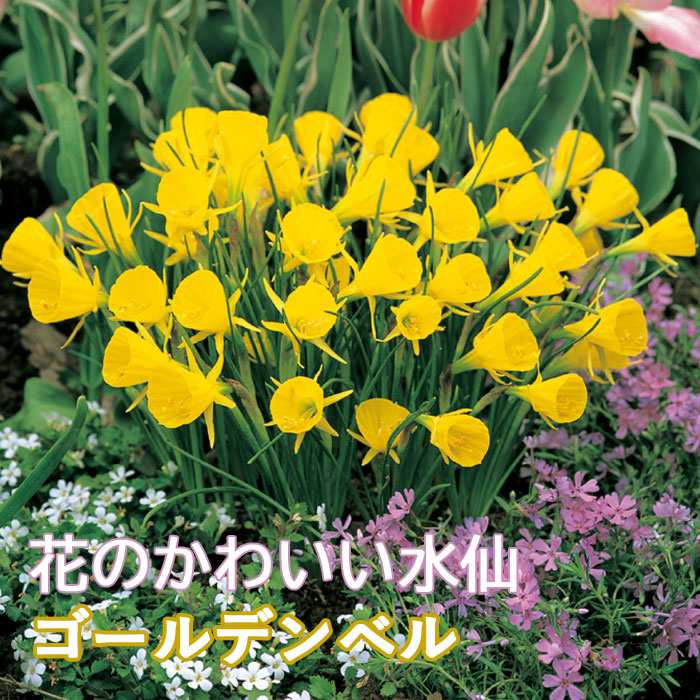 球根 秋植え 花のかわいい水仙 ゴールデンベル ミニ