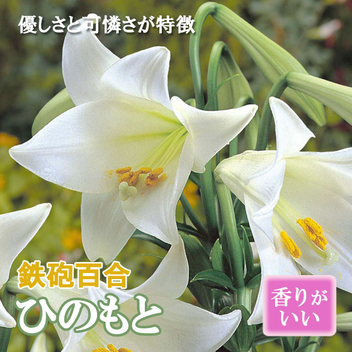楽天市場】【予約・早割】 カサブランカ 球根 白 ホワイト 1球