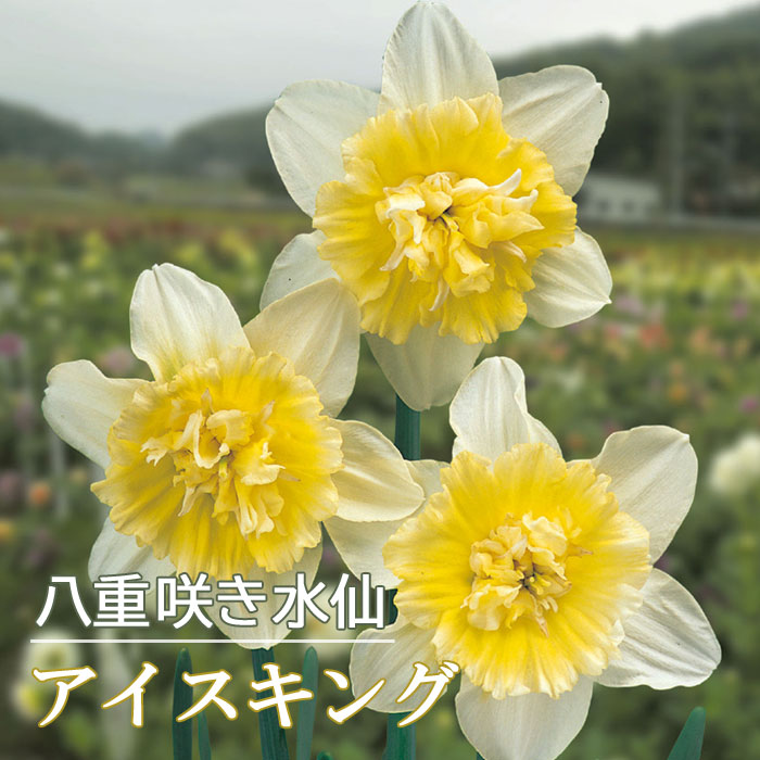 楽天市場】【予約・早割】 水仙 球根 ディックウェルデン 2球