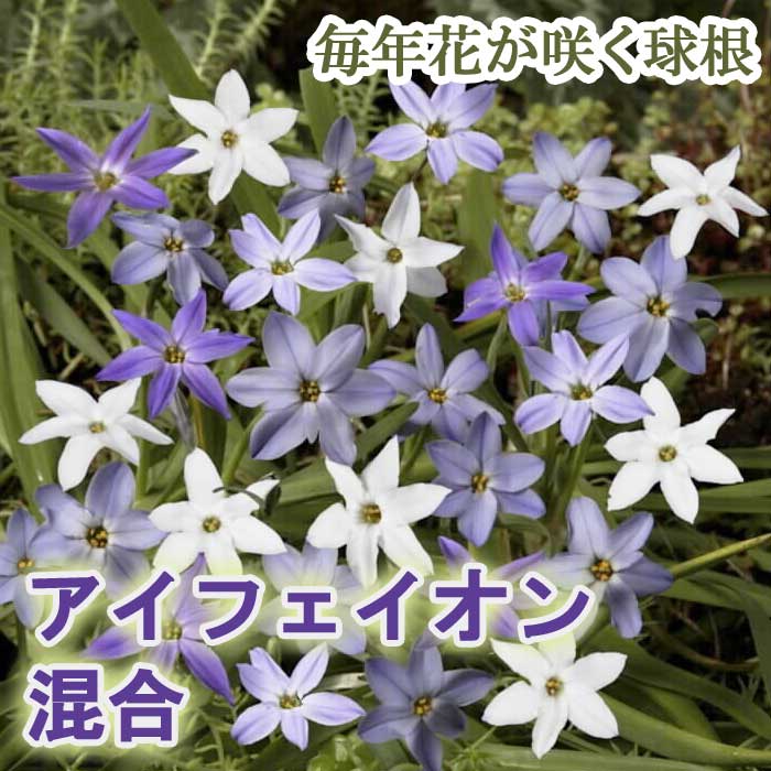 球根 植えっぱなし 秋植え アイフェイオン 混合 １０球 毎年花が咲く１０月後半より順次発送 72％以上節約