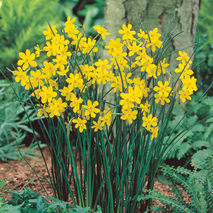 球根 秋植え 花香る水仙 ３球 ジョンキル