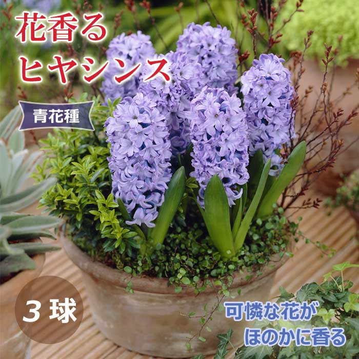 球根 秋植え 花香るヒヤシンス 青花種