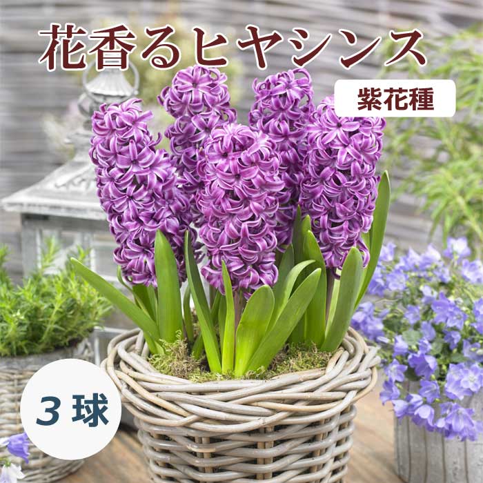 球根 秋植え 紫花種 花香るヒヤシンス