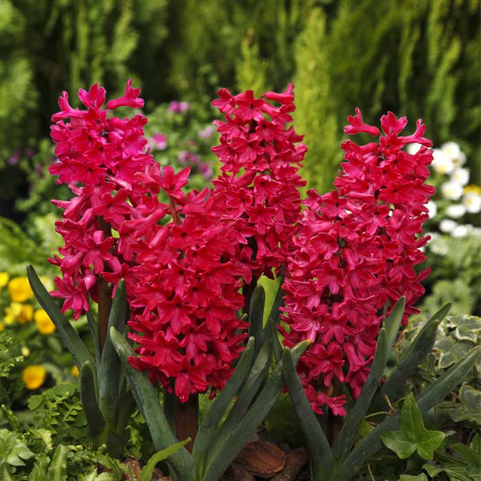 球根 秋植え 赤花種 花香るヒヤシンス