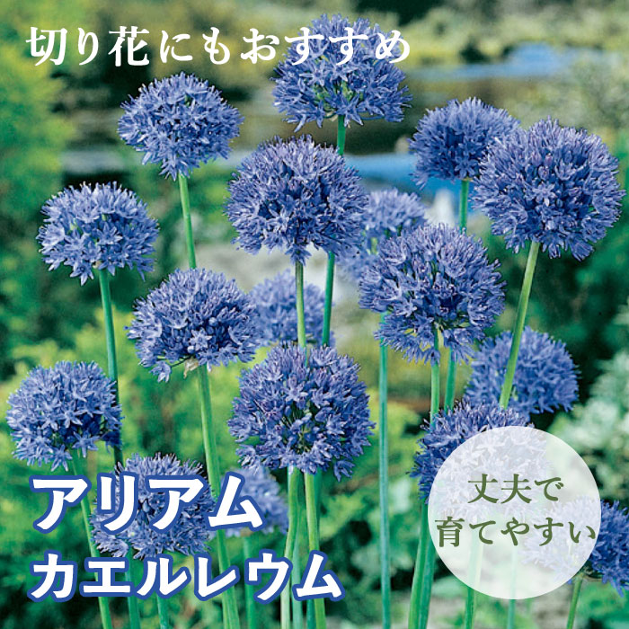 楽天市場】【予約・早割】 キャンドルリリー 桃 花種 1株 球根 エレムルス デザートキャンドル ボーダーガーデン 秋植え 冬植え 花の大和  【10月中旬より順次発送】 : 花の大和 楽天市場店