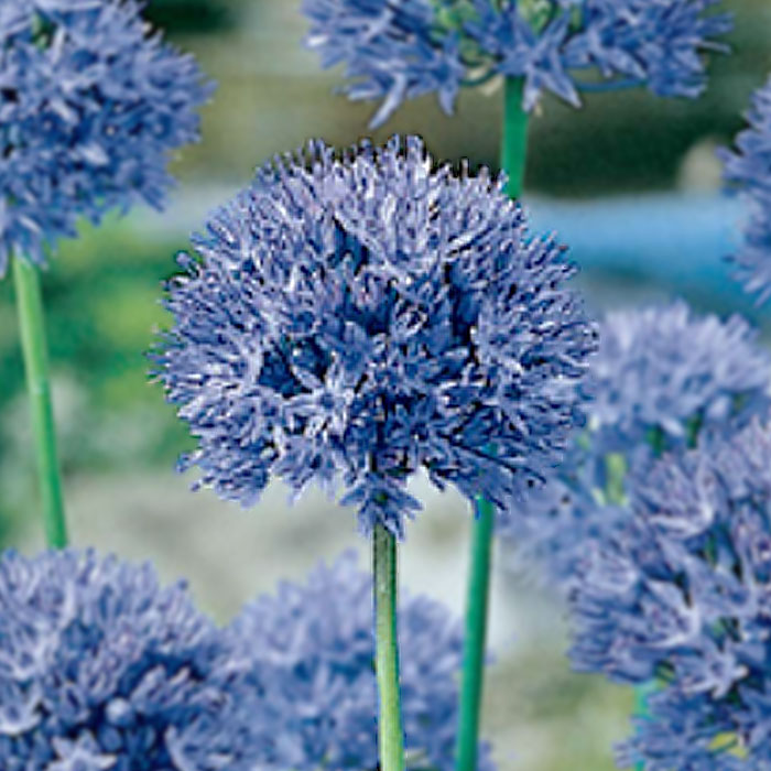 球根 秋植え カエルレウム アリアム 花のかわいい