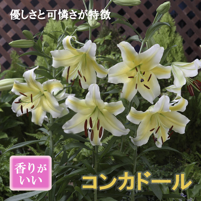 楽天市場】カサブランカ 球根 白 ホワイト 1球 オリエンタル リリー