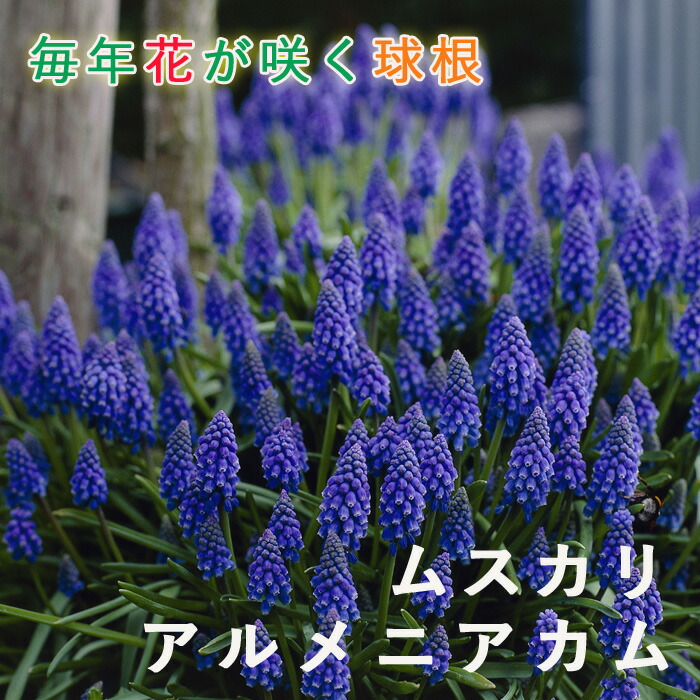 楽天市場】球根 オーニソガラム ヌタンス 福花園 5球 fke : フラワー