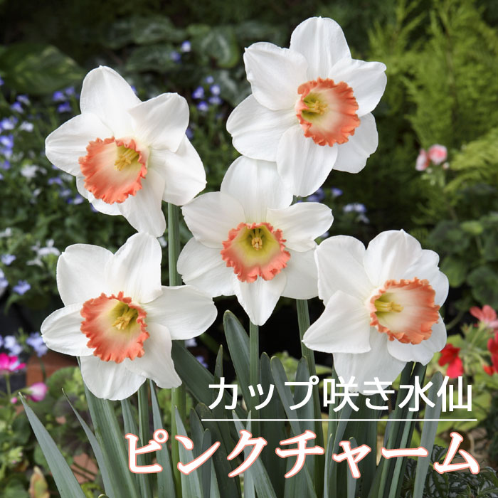 楽天市場】花の大和 球根 水仙 ピンク水仙 サロメ 2球 hyk