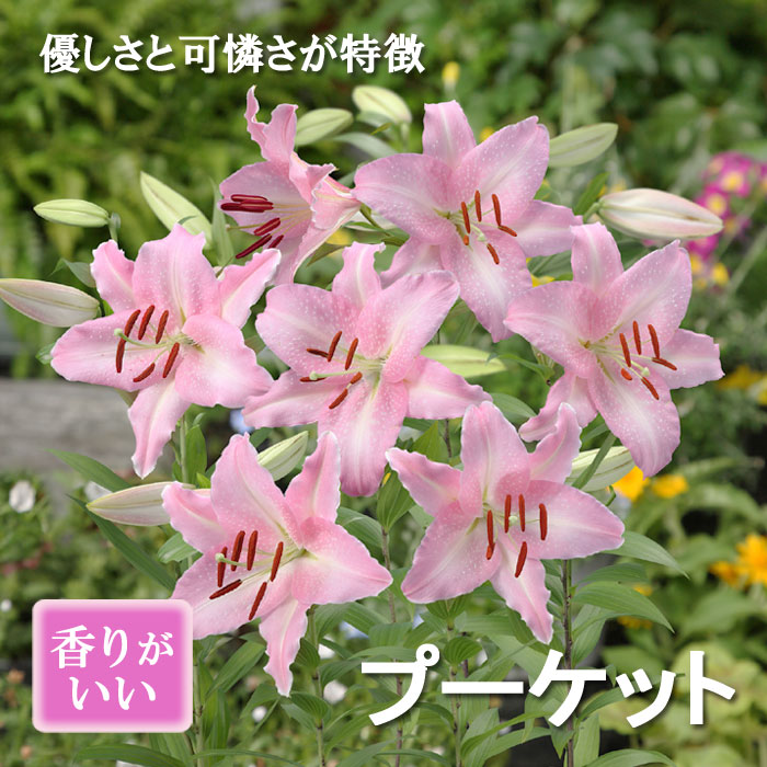 信州産　カサブランカ　白・桃色 信州産 カサブランカ 白・濃い桃色