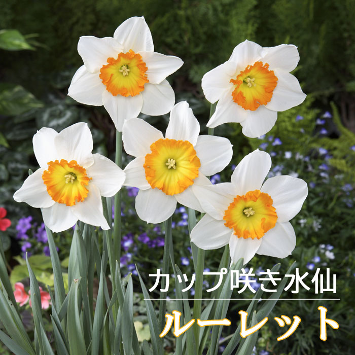 球根 秋植え ２球 水仙 ルーレット