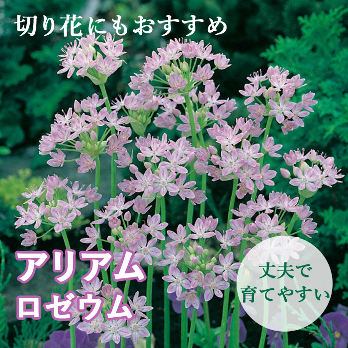 楽天市場】【予約・早割】 キャンドルリリー 桃 花種 1株 球根 エレムルス デザートキャンドル ボーダーガーデン 秋植え 冬植え 花の大和  【10月中旬より順次発送】 : 花の大和 楽天市場店