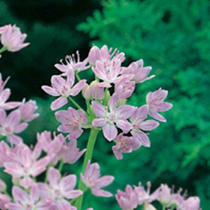 球根 秋植え 花のかわいい ロゼウム アリアム