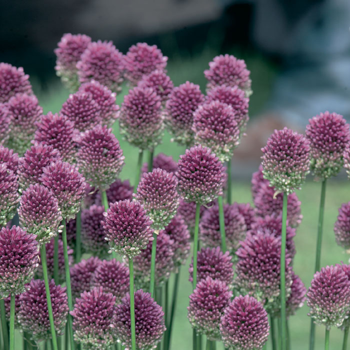 球根 秋植え アリアム 花のかわいい