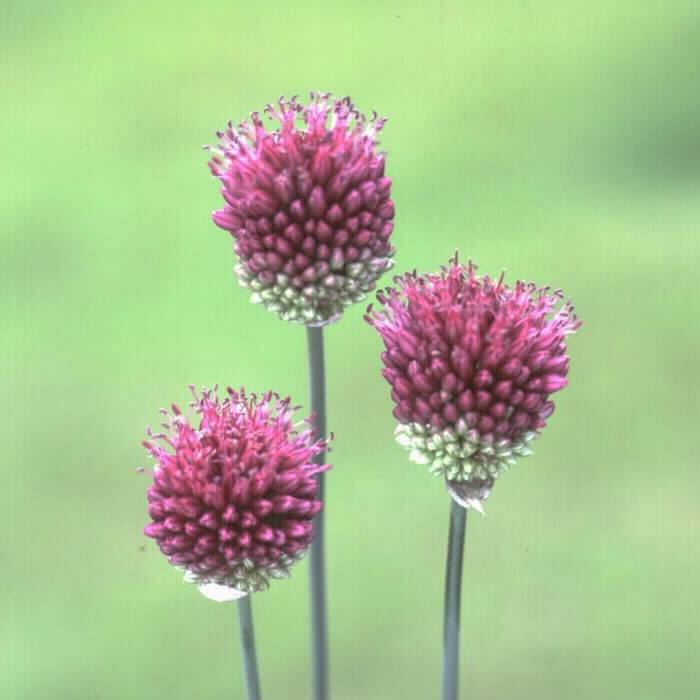 球根 秋植え アリアム 花のかわいい