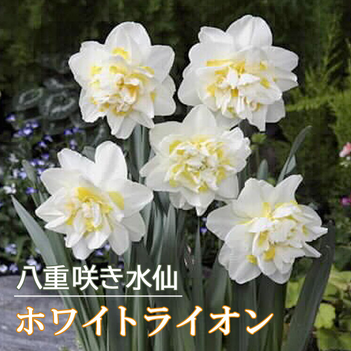 送料無料送料無料予約販売 花の大和 球根 花香る水仙 ペーパーホワイト 2球 10月中旬以降発送 球根