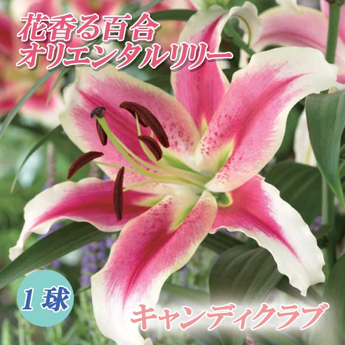 楽天市場】八重咲き オリエンタルリリー 混合 球根 3球 【 お徳用