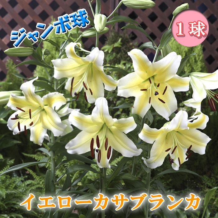 信州産　白カサブランカ球根 000000091010-01-m.jpg?t=