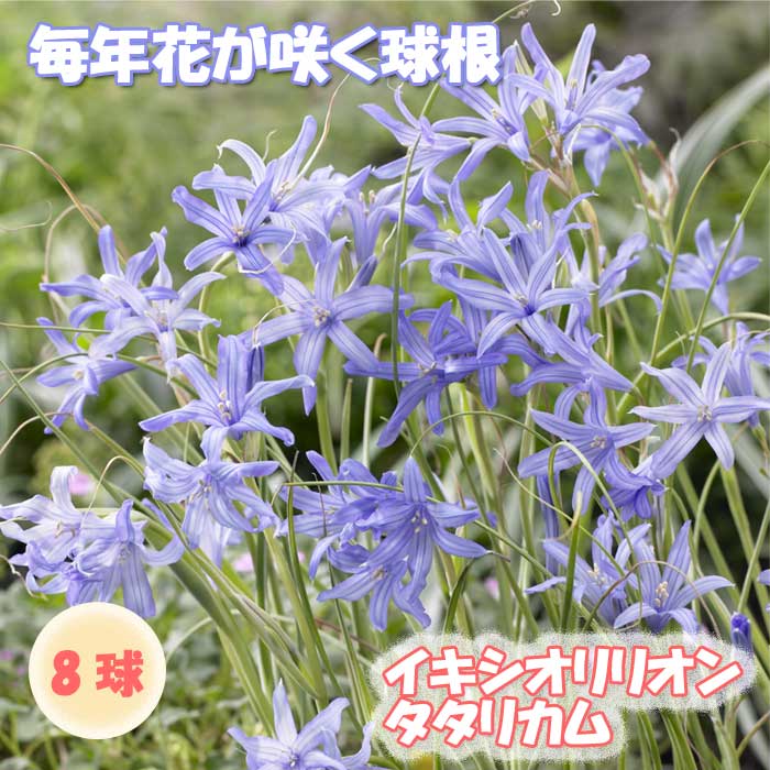 楽天市場】球根 オーニソガラム ヌタンス 福花園 5球 fke : フラワー