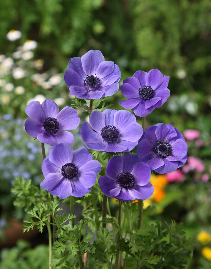 楽天市場 アネモネ 一重咲き桃 紫花種 35ml 秋植え球根 花の大和 花まるマーケット