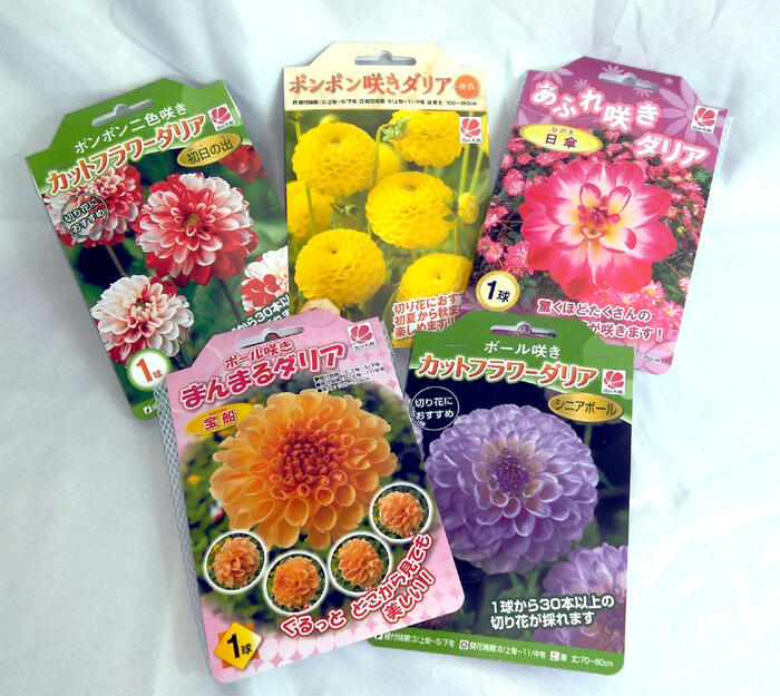 楽天市場 送料無料 ダリア球根 ５種類を各１球ずつ オススメの５種類を詰め合わせ 花の大和 楽天市場店