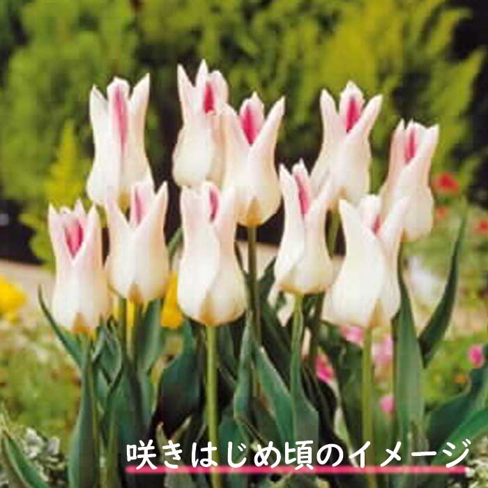 球根 秋植え チューリップ ホーランドチック