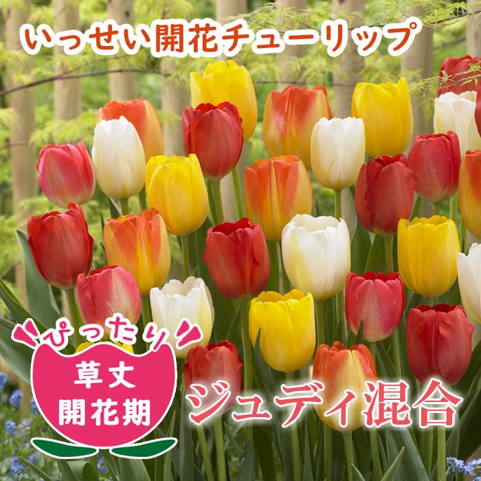 楽天市場】チューリップ 球根 混合 20球 【 アソートセット 】 赤 桃