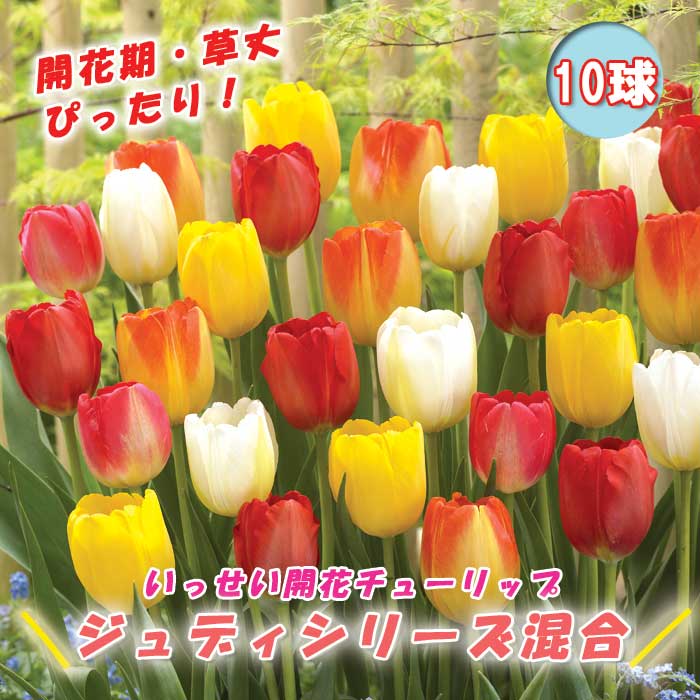 楽天市場】秋植え球根 チューリップ ぴったりちゅうりっぷ3種