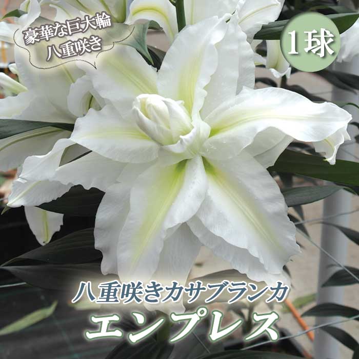 カサブランカです 1200px-Casa_Blanca_lily_02.jpg